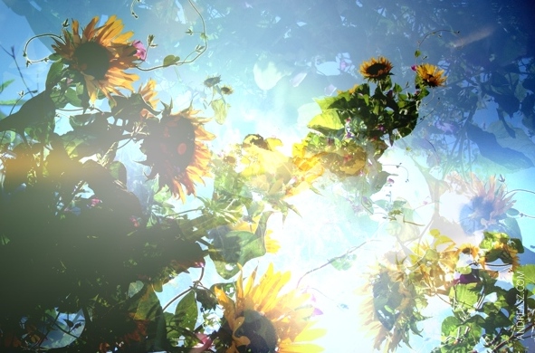 sunflowers abstract sonnenblumen